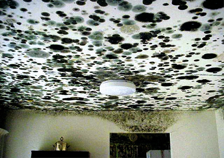 Extensive mold contamination of ceiling and walls.